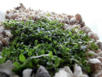 Hemianthus callitrichoides Cuba - FREE P&P