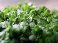 Hemianthus callitrichoides Cuba - FREE P&P