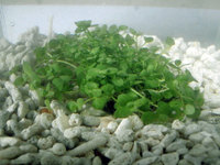 Micranthemum Monte Carlo - FREE P&P