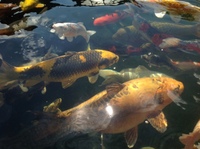 Entire Pond Equipment and Koi for Sale