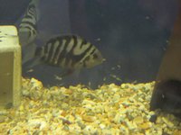 Convicts (Breeding Pair) - North Cornwall