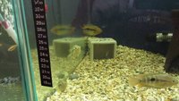 Rainbow Cichlids - North Cornwall