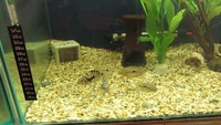 Rainbow Cichlids - North Cornwall