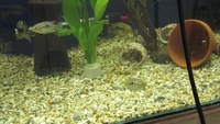 Rainbow Cichlids - North Cornwall