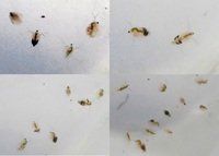 Daphnia Starter Culture - FREE P&P