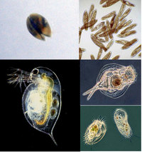 Microfauna Freshwater Mix - FREE P&P