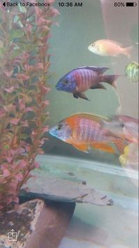Hap and peacock cichlids