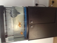 2 goldfish possibly fantails? Free to loving home