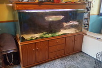Large custom built fish tank redtail catfish arrowana