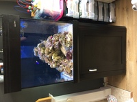 Aqua reef 275 marine fish tank - £165