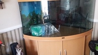Bow fronted fish tank