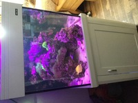 Aqua one 275 set up