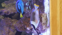 Job lot. Marine fish tank close down