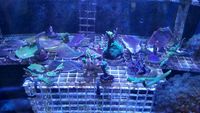 Selection of SPS Frags for Sale...