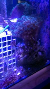 Selection of SPS Frags for Sale...