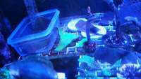 Selection of SPS Frags for Sale...