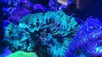 Selection of SPS Frags for Sale...