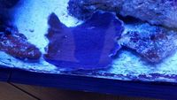 Selection of SPS Frags for Sale...
