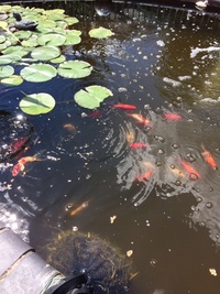 Garden Pond Equipment, Fish and Plants. Pump, UV Filter, Tanks, Filter everything must go.