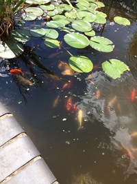 Garden Pond Equipment, Fish and Plants. Pump, UV Filter, Tanks, Filter everything must go.
