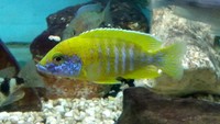Fish Sunshine alunocara 4.5 inch