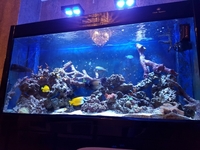Marine fish, Live rock, in Cleair Adriatic 630