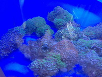LARGE Corals for sale £20 only