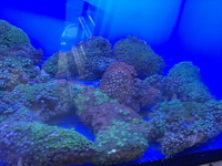 LARGE Corals for sale £20 only