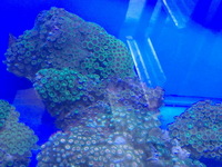 LARGE Corals for sale £20 only