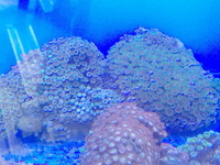 LARGE Corals for sale £20 only