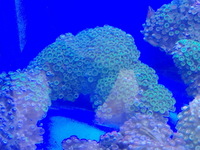 LARGE Corals for sale £20 only