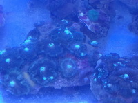 LARGE Corals for sale £20 only