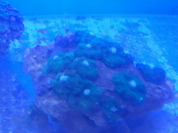 LARGE Corals for sale £20 only