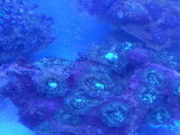 LARGE Corals for sale £20 only