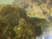 LARGE Corals for sale £20 only