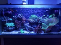 Live rock, Marine fish, Inverts in Full marine setup for sale