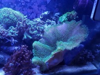 Live rock, Marine fish, Inverts in Full marine setup for sale