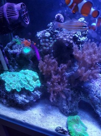Live rock, Marine fish, Inverts in Full marine setup for sale