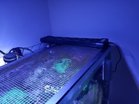 Live rock, Marine fish, Inverts in Full marine setup for sale