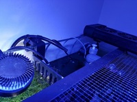 Live rock, Marine fish, Inverts in Full marine setup for sale