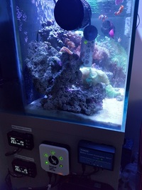 Live rock, Marine fish, Inverts in Full marine setup for sale