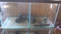 Breeding tanks for sale