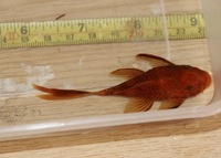Super Red Female Long fin Bristlenose Pleco
