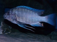 F1 Petrochromis Sp. Giant ( Fulwe rocks )