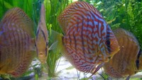 9 Stendker devotedly discus ranging from 10 to 14cm - quick sale wanted £270