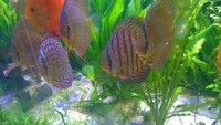 9 Stendker devotedly discus ranging from 10 to 14cm - quick sale wanted £270