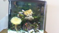 Live Corals, critters and fish in Marine tank