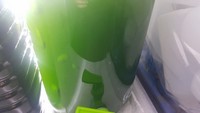 Phytoplankton.phyto.marine.frags.coral