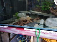 Goonch Catfish + set up