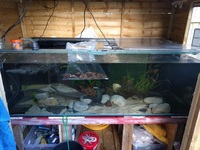 Goonch Catfish + set up